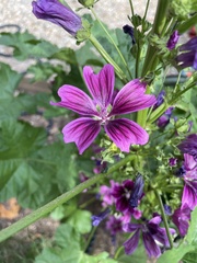 Malva sylvestris