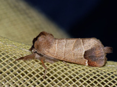 Clostera curtula