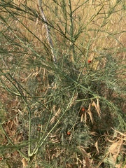 Asparagus officinalis