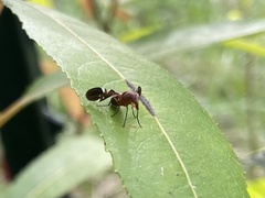 Delphinia picta