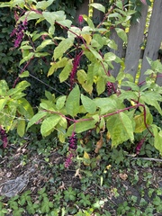 Phytolacca americana