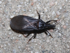 Triatoma protracta
