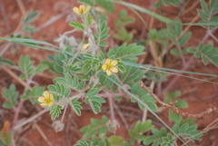 Kallstroemia parviflora