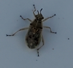 Liorhyssus