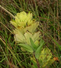 Castilleja unalaschcensis