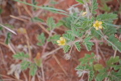 Kallstroemia parviflora