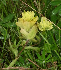 Castilleja unalaschcensis