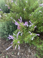 Hedeoma reverchonii