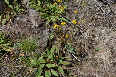 Arnica latifolia