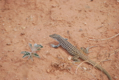 Aspidoscelis tesselatus