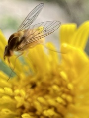 Phthiriinae