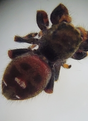 Phidippus audax