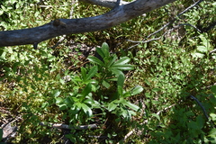 Chimaphila umbellata