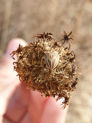 Ancyrosoma leucogrammes