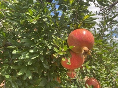 Punica granatum