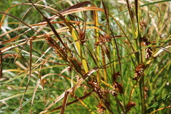 Carex vesicaria