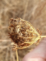 Ancyrosoma leucogrammes