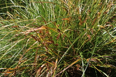 Carex vesicaria