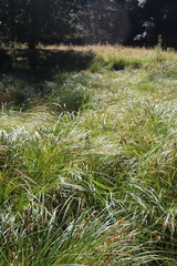 Carex vesicaria