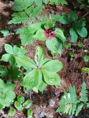 Medeola virginiana