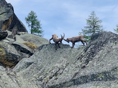 Capra ibex