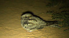 Caprimulgus europaeus