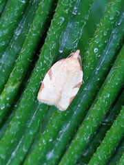 Clepsis siciliana