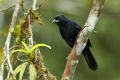 Tachyphonus coronatus