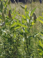 Asclepias speciosa