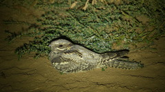 Caprimulgus europaeus