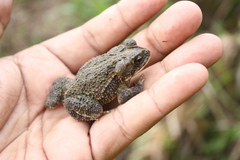 Incilius ibarrai