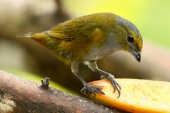 Euphonia pectoralis