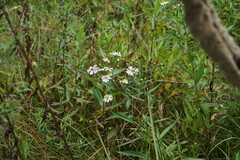 Symphyotrichum × versicolor