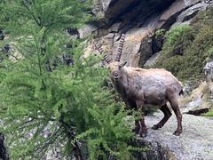 Capra ibex