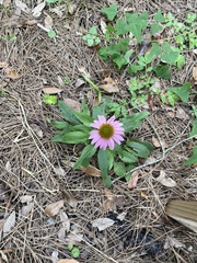 Echinacea