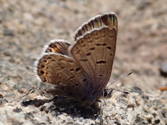Icaricia shasta