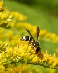 Ancistrocerus catskill
