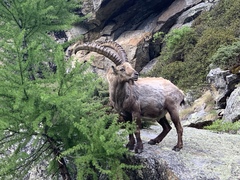 Capra ibex