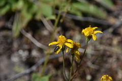 Arnica latifolia