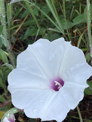 Ipomoea