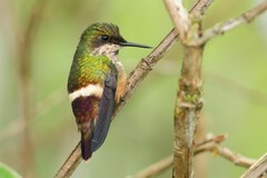 Lophornis chalybeus