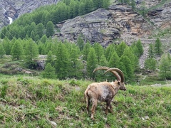 Capra ibex