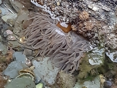 Anemonia viridis