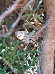 Xanthorhoe labradorensis