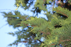 Juniperus maritima