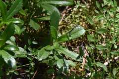 Chimaphila umbellata