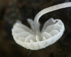 Mycena tenerrima