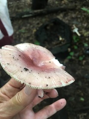 Russula flavisiccans