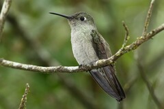 Eupetomena cirrochloris