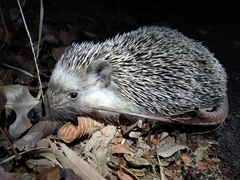 Atelerix algirus